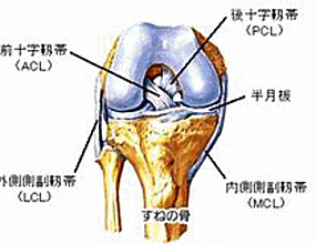 ひざ関節の図