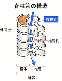 脊柱管